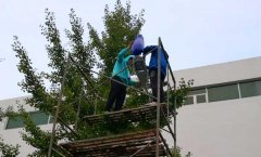 Yingli maintained the green power of photovoltaic street lam